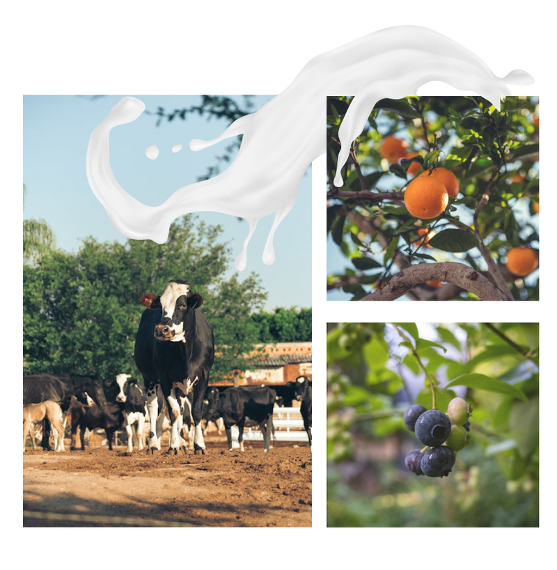 Kefir health benefits